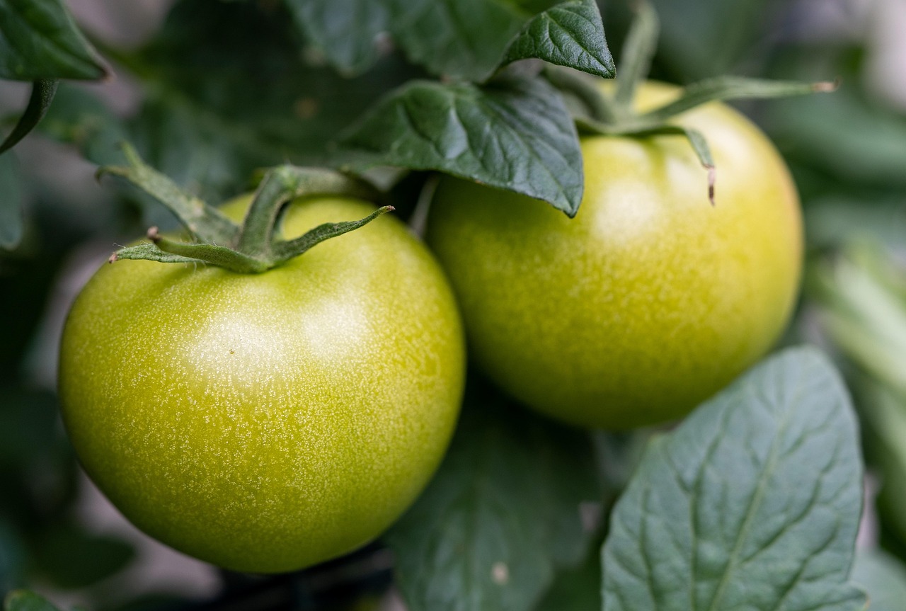 Fresh green tomatoes and vegetables from the garden